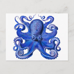 Haeckel Oktopus Blau Postkarte