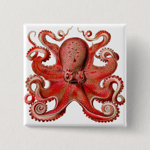 Haeckel Oktopus Rot Button