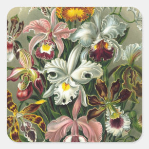 Haeckel Orchideae Quadratischer Aufkleber