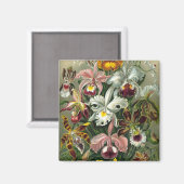 Haeckel-Orchideen Magnet (Vorderseite/Rückseite)