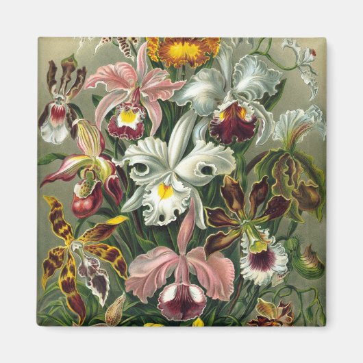 Haeckel-Orchideen Magnet (Vorne)
