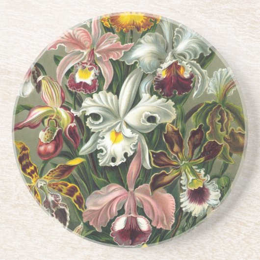 Haeckel-Orchideen Sandstein Untersetzer (Vorne)