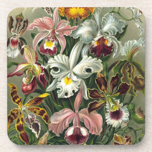 Haeckel-Orchideen Untersetzer (Vorderseite)