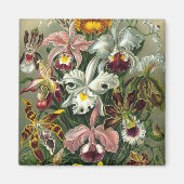 Haeckel Orchids Magnet (Vorne)