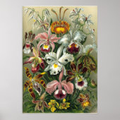 Haeckel Orchids Poster (Vorne)