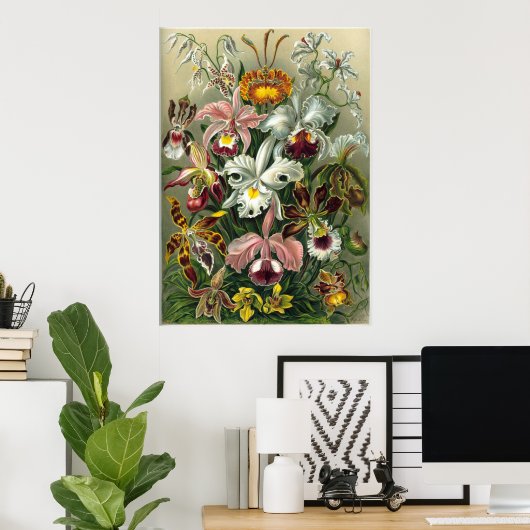 Haeckel Orchids Print Poster (Heimbüro)