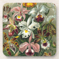 Haeckel Orchids