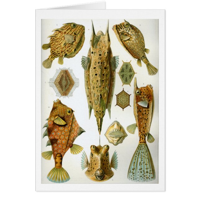 Haeckel_Ostraciontes (Vorne)