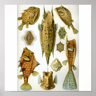 Haeckel_Ostraciontes Poster