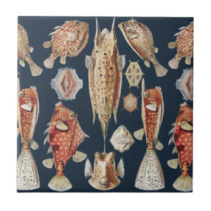 Haeckel Ostraciontes Tropische Fische Natur Kunst Fliese