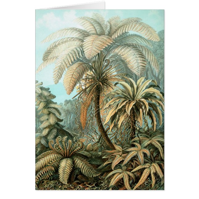 Haeckel-Palme (Vorne)
