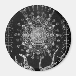 Haeckel Phaeodaria Magnet