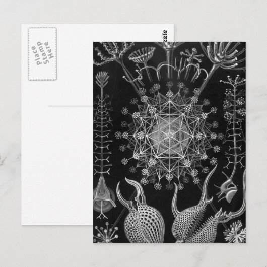 Haeckel Phaeodaria Postkarte (Vorne/Hinten)