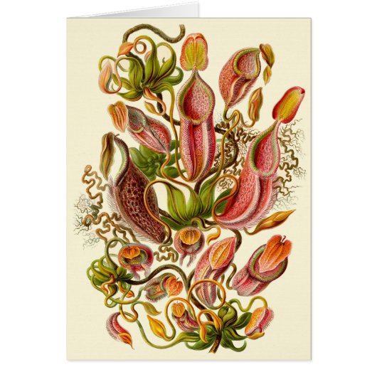 Haeckel Pitcher Pflanze Illustration All-Occasion (Vorne)