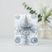 Haeckel Postkarte (Stehend Vorderseite)