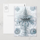 Haeckel Postkarte (Vorne/Hinten)