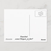 Haeckel Postkarte (Rückseite)