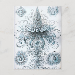 Haeckel Postkarte