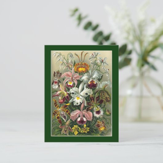 Haeckel Postkarte (Stehend Vorderseite)