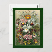 Haeckel Postkarte (Vorne/Hinten)