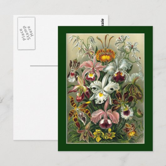 Haeckel Postkarte (Vorne/Hinten)