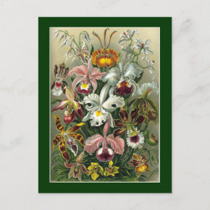 Haeckel Postkarte