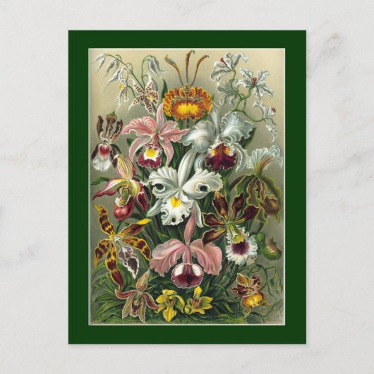 Haeckel Postkarte (Vorderseite)