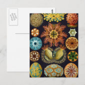Haeckel Postkarte (Vorne/Hinten)