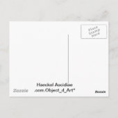 Haeckel Postkarte (Rückseite)