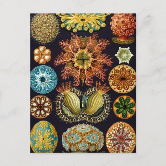 Haeckel Postkarte (Vorderseite)
