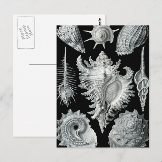 Haeckel Prosobranchia Postkarte (Vorne/Hinten)