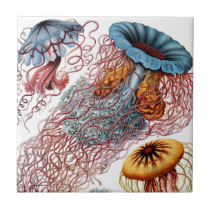Haeckel Qualle Keramik Fliese