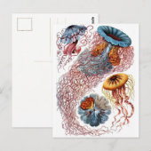 Haeckel Qualle Postkarte (Vorne/Hinten)
