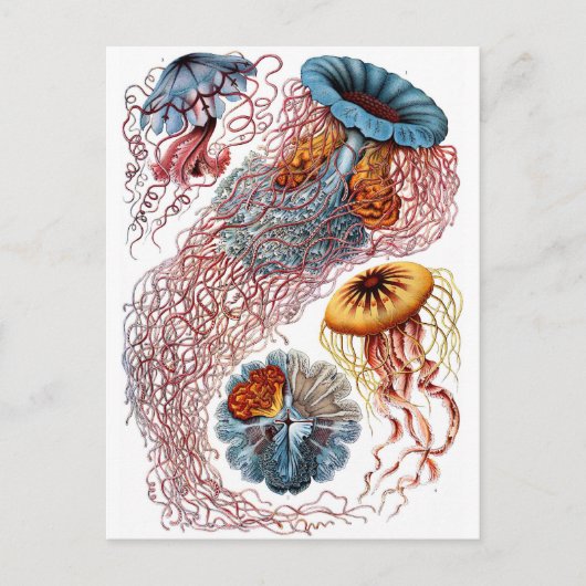 Haeckel Qualle Postkarte (Vorderseite)