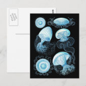 Haeckel Qualle Postkarte (Vorne/Hinten)