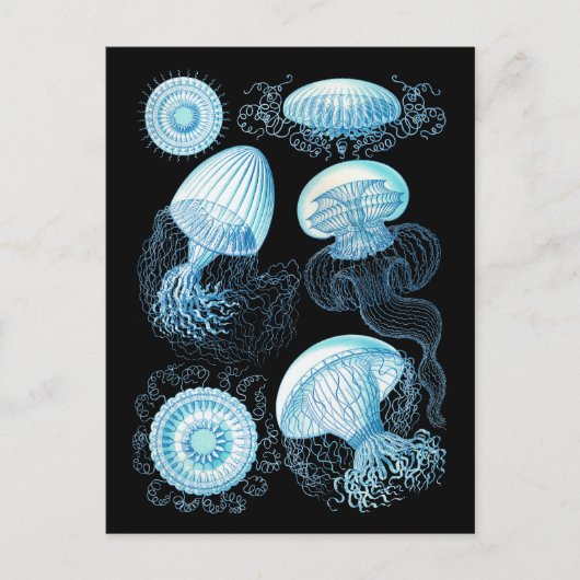 Haeckel Qualle Postkarte (Vorderseite)