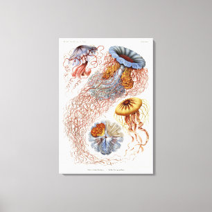 Haeckel Quallen, Discomedusa Leinwanddruck