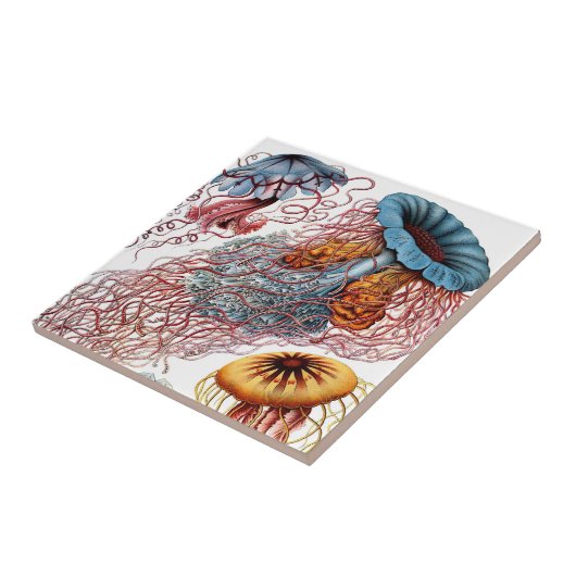 Haeckel Quallen-Keramiken Fliese (Seite)
