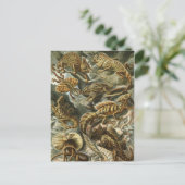 Haeckel Reptiles Postkarte (Stehend Vorderseite)