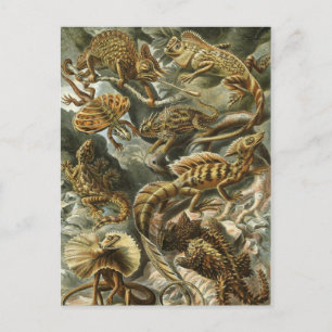 Haeckel Reptiles Postkarte