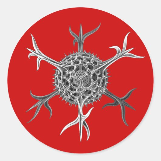 Haeckel Runder Aufkleber (Vorderseite)