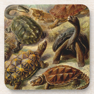 Haeckel-Schildkröten Getränkeuntersetzer