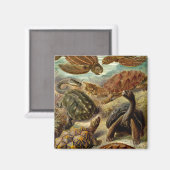 Haeckel-Schildkröten Magnet (Vorderseite/Rückseite)