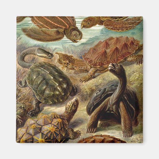 Haeckel-Schildkröten Magnet (Vorne)