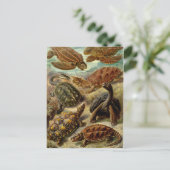 Haeckel-Schildkröten Postkarte (Stehend Vorderseite)