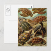 Haeckel-Schildkröten Postkarte (Vorne/Hinten)