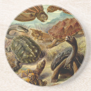 Haeckel-Schildkröten Sandstein Untersetzer