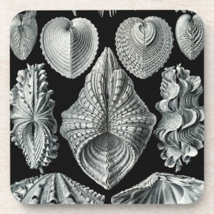 Haeckel Schwarz Getränkeuntersetzer