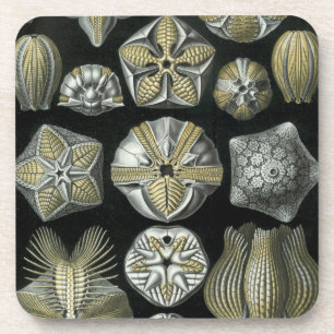 Haeckel Schwarz Getränkeuntersetzer