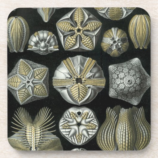 Haeckel Schwarz Getränkeuntersetzer (Vorderseite)